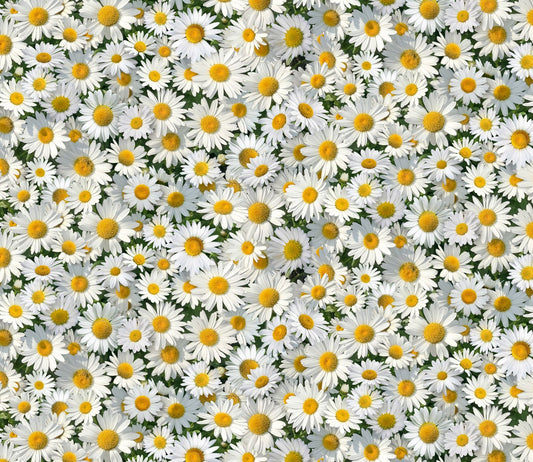 Landscape Medley White Daisies fabric 656 daisy