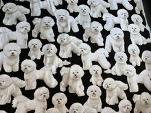 Bichon Frise Dog fabric C7526 cute white puppy fabric - Mary Jo Fabrics