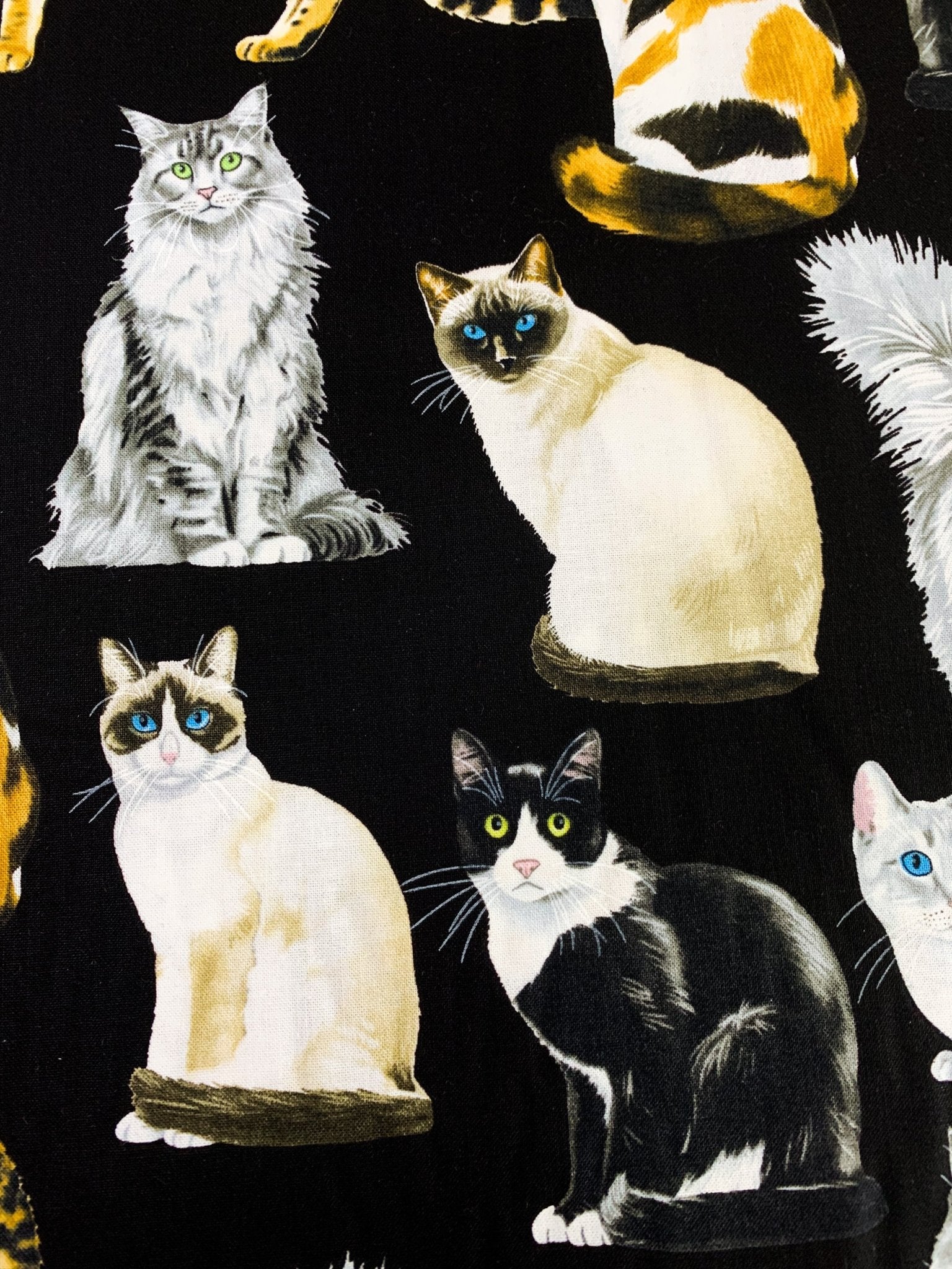 Black fancy cat fabric C8050 cats quilting fabric - Mary Jo Fabrics