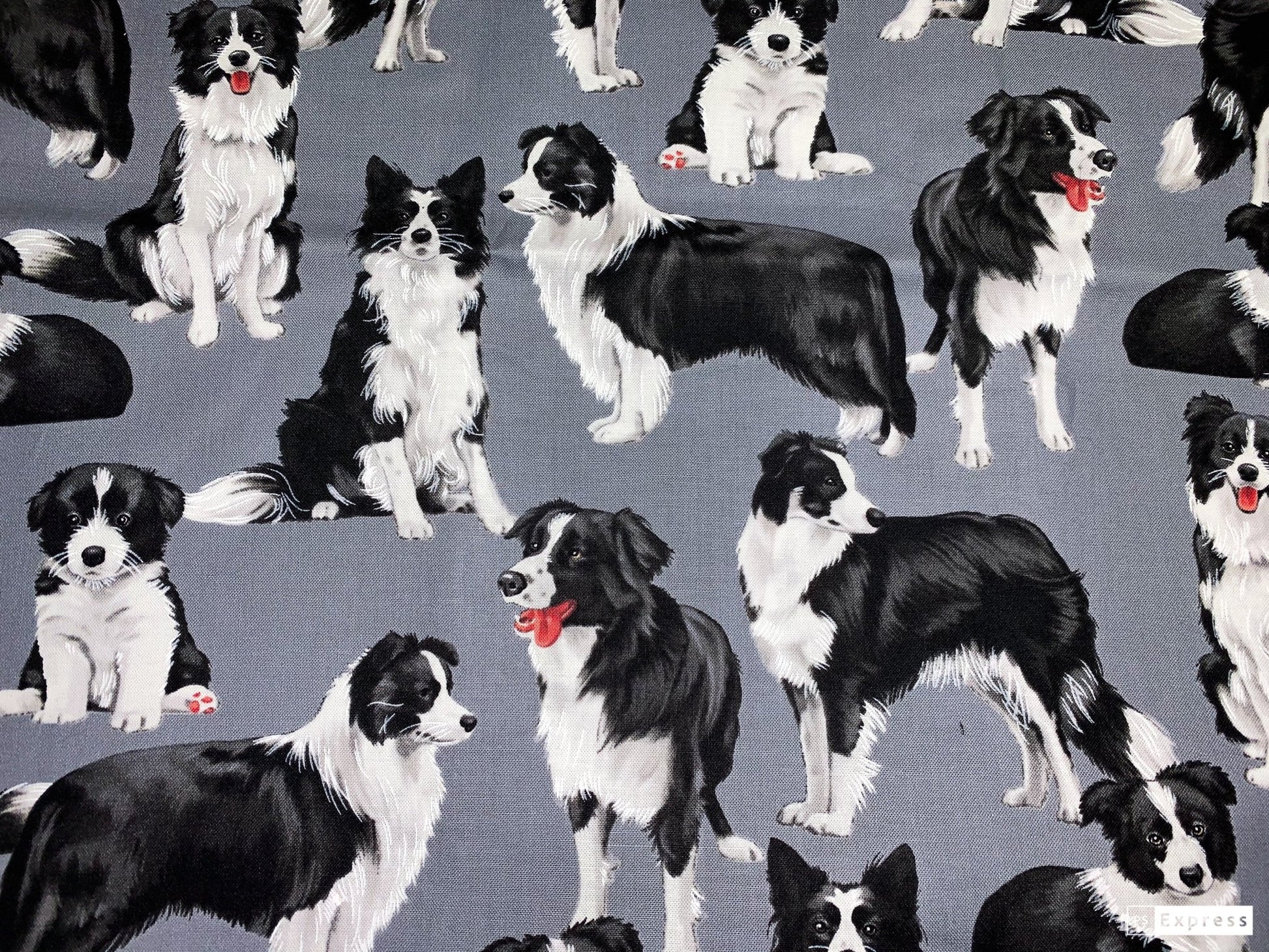 Border Collie dog fabric C7365 Bluish Gray dog cotton fabric - Mary Jo Fabrics