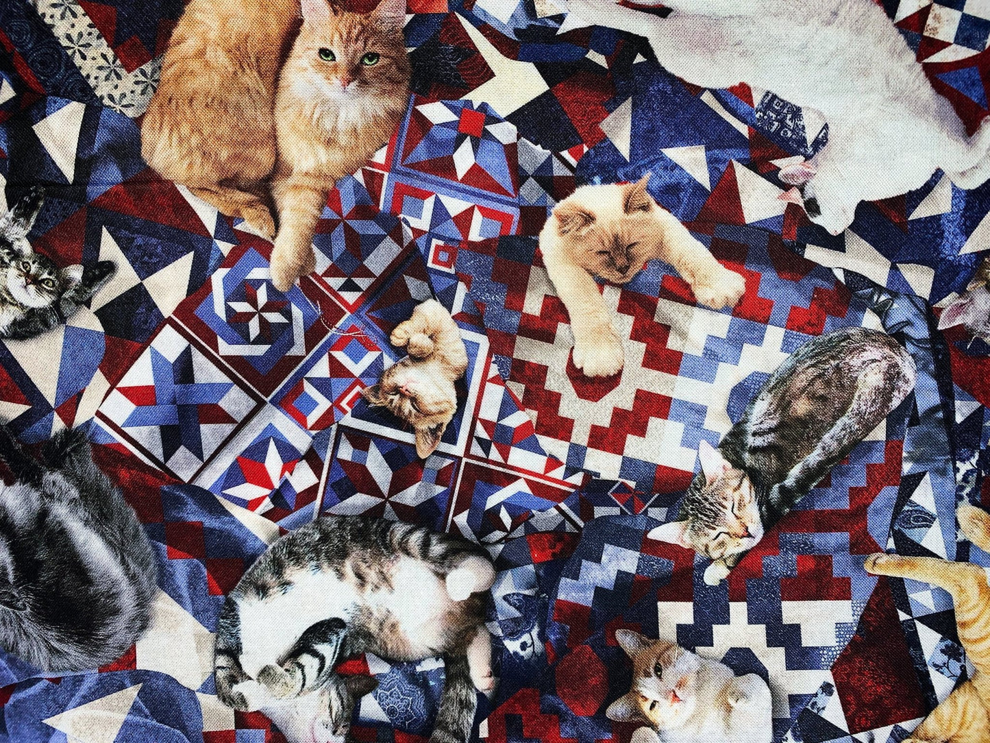 Cats on quilt fabric CD1484 cat cotton fabric - Mary Jo Fabrics