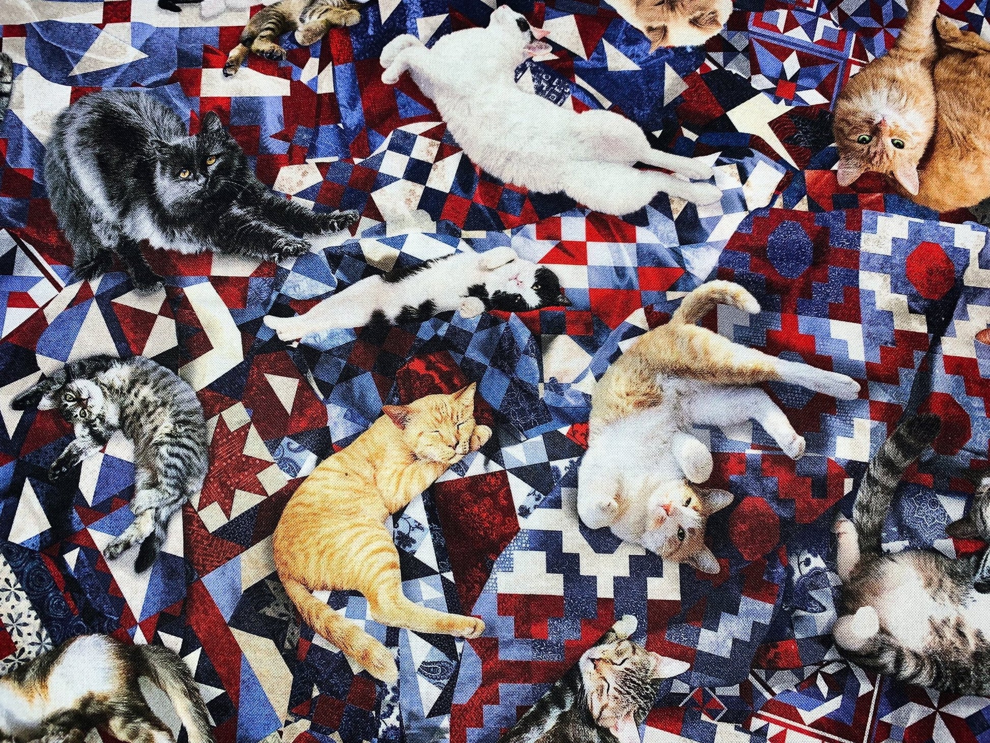 Cats on quilt fabric CD1484 cat cotton fabric - Mary Jo Fabrics