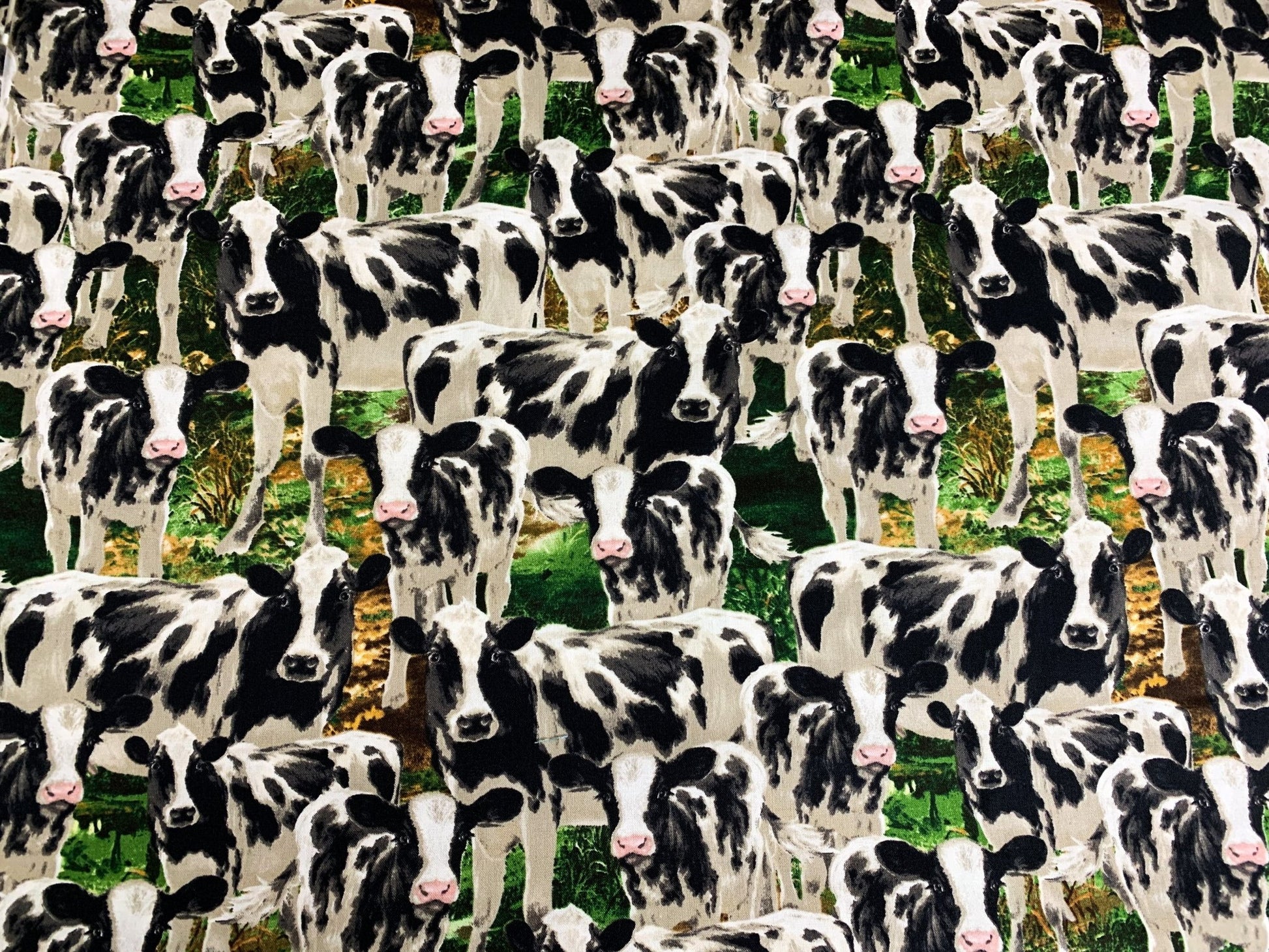 Farm Cow fabric C8337 Black White Cows cotton fabric - Mary Jo Fabrics