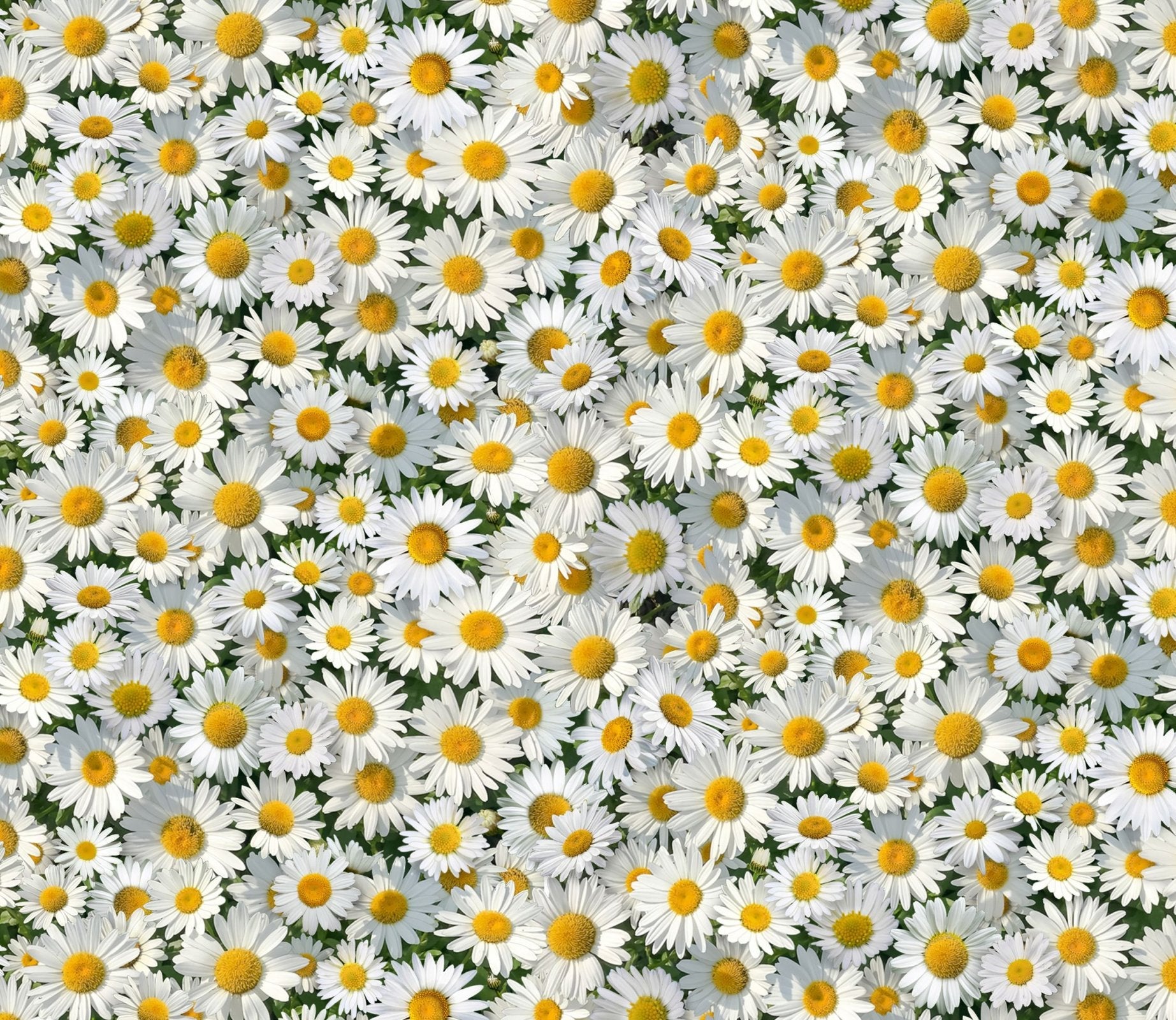 Landscape Medley White Daisies fabric 656 daisy - Mary Jo Fabrics