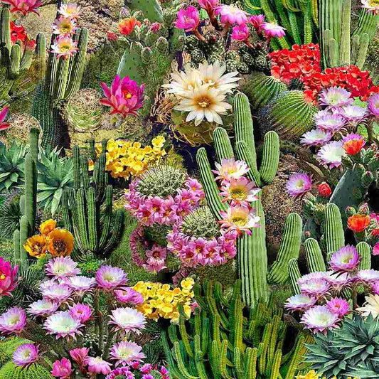 Cactus Flowers fabric CD1786 Cactus Bloom Fabric